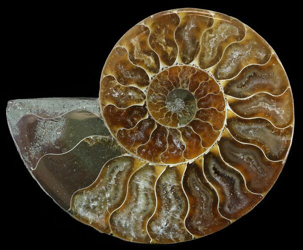 Polished Ammonite Fossil (Half) - Agatized #51787